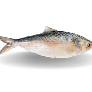 Bangladeshi Hilsa Fish